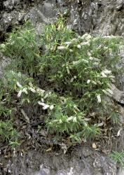 Veronica angustissima. Habit. Ōtaki Gorge, Wellington.
 Image: M.J. Bayly © Te Papa CC-BY-NC 3.0 NZ